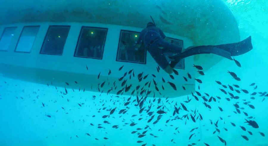Rhodes Town: Submarine Cruise with Underwater Views - The diver feeding the fish: what you’ll likely see and when