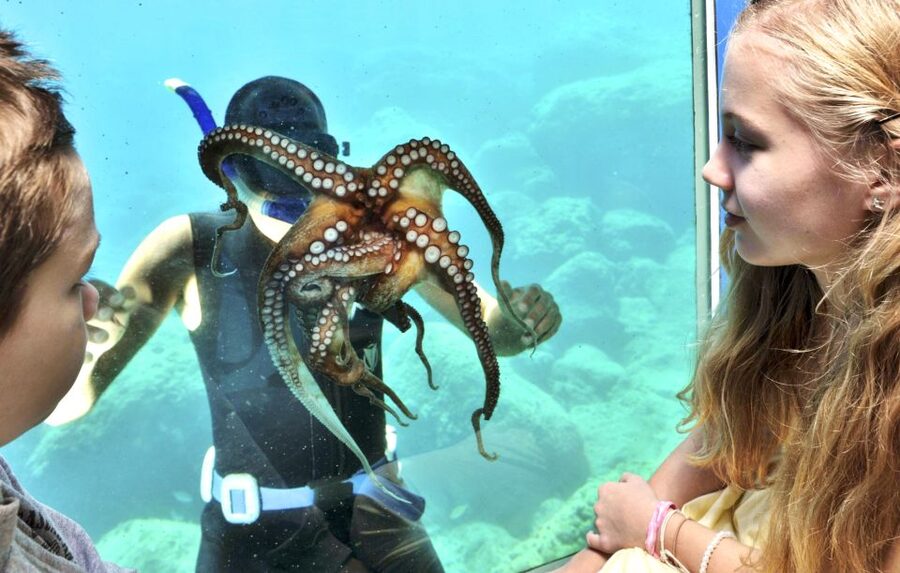 Rhodes Town: Yellow Submarine Cruise with Underwater Views - Key things to know before you go