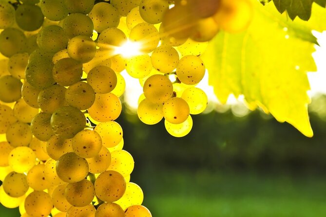 Rhodes Wine & Food Tour: 10 Meal Course Lunch, Wine Tasting, Cooking Class - Getting there on Rhodes: pickup, timing, and meeting point reality