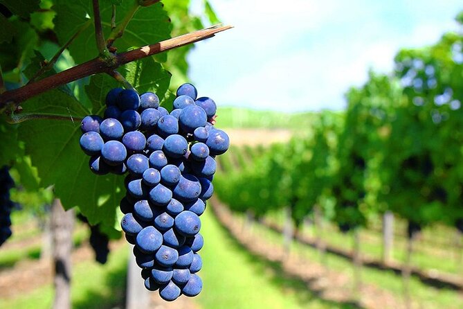 Rhodes Wine & Food Tour: 10 Meal Course Lunch, Wine Tasting, Cooking Class - The hands-on cooking lesson: fun, simple, and very doable