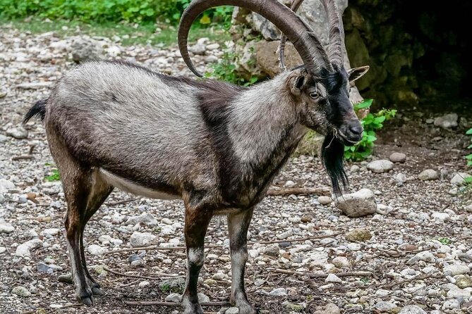 Samaria Gorge Hiking from Chania with Professional Hiking Guide - Sougia coast boat ride: a calm reset before the steps
