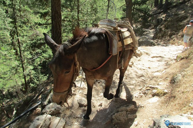 Samaria Gorge Trek: Full-Day Excursion from Chania with Guide - Your guide strategy: professional escort, your pace, checkpoints at the right moments