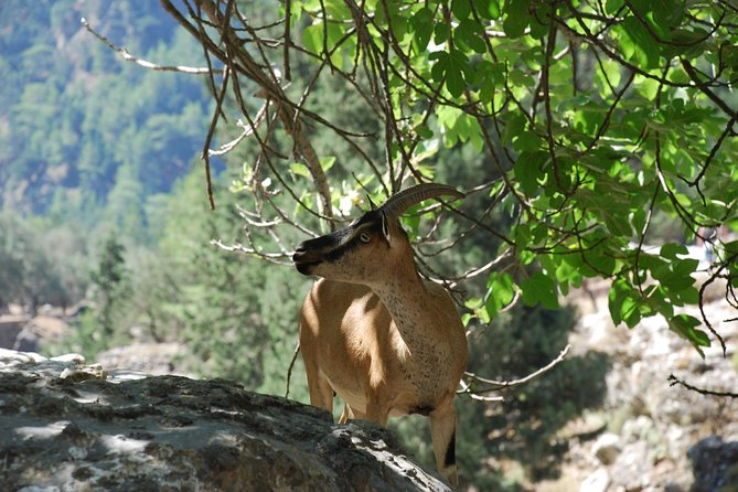 Samaria Gorge Trek: Full-Day Excursion from Rethymno with Guide - Price and value: what $38.45 actually buys