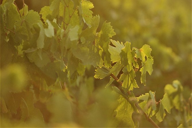 Santorini 3-Winery Tour with 12 Wine Tastings and Oia Sunset - What those 12 tastings mean for your palate