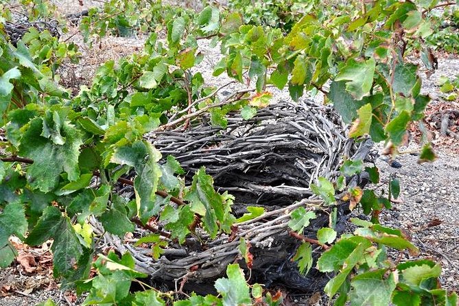 Santorini: 4hrs Small Group Wine Tasting Tour with Local Bites - Domaine Sigalas: A Natural Setting Finish That Keeps the Day Balanced
