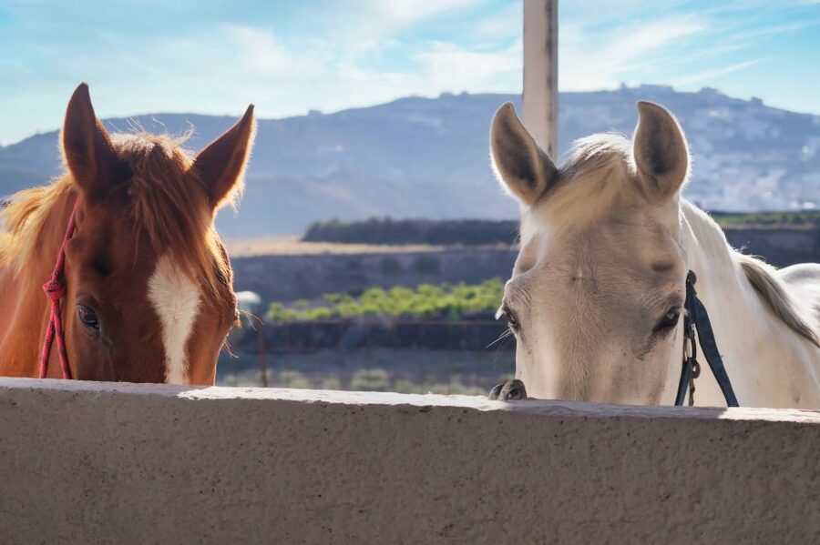 Santorini: Horseback Riding Tour on the Beach - Price and value: is $112 a fair deal for 1.5 hours?