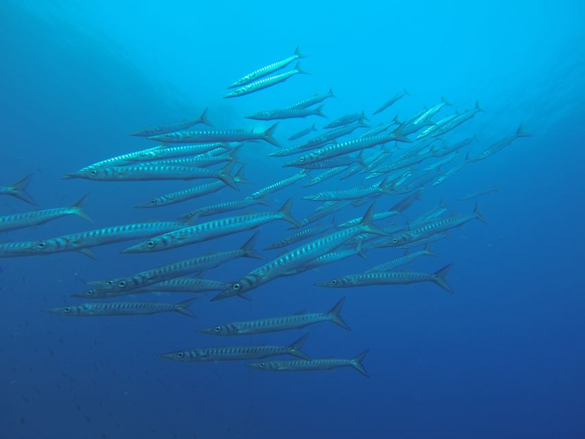 Santorini: Scuba Diving Experience for Beginners - FAQ