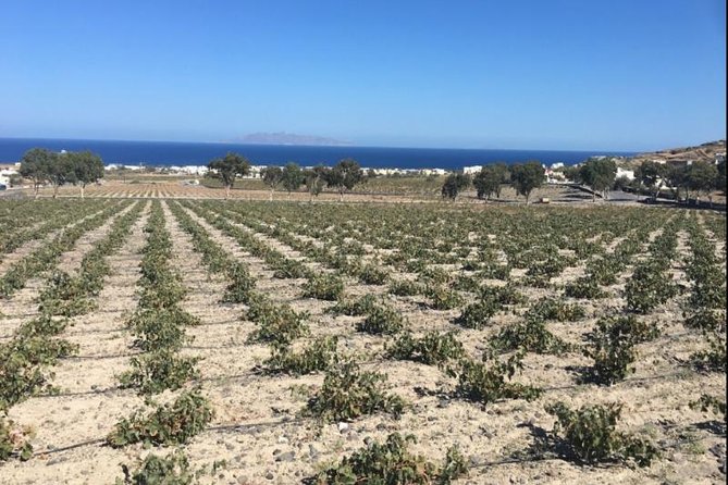 Santorini Wine Adventure with 12 Wine Tastings, Tapas and Sunset - Estate Argyros and the cellar-tour rhythm