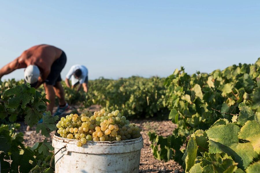 Santorini Wine Roads: Tour of 3 Wineries with a Sommelier - Key things I’d pencil into your Santorini plan