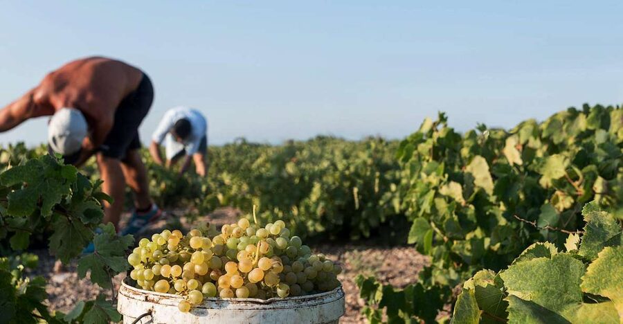 Santorini Wine Roads: Tour of 3 Wineries with a Sommelier - Price and value: is $212 per person actually fair?