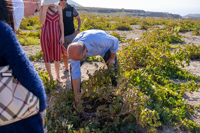 Santorini Wine Roads Tour with Wine Tastings Morning & Sunset - Volcanic terroir in action, basket-trained vines and the vineyard lesson