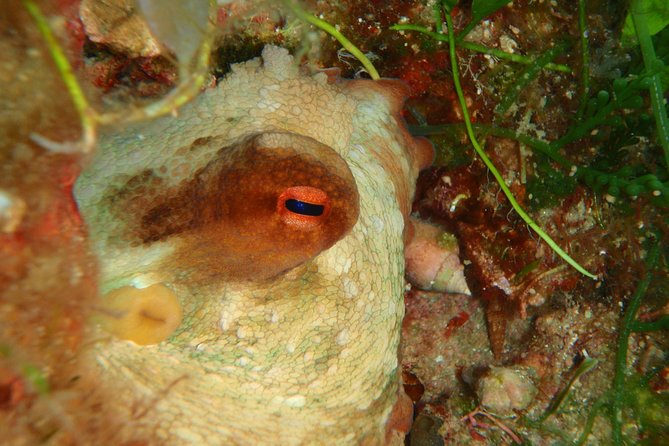 Scuba Diving in Naxos by Bluefindivers - Dive in Greece - Amazing Diving Spots - Getting kitted up: gear fit that reduces stress fast