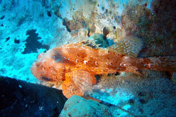 Scuba Diving in Naxos by Bluefindivers - Dive in Greece - Amazing Diving Spots - What you will actually see, not just the brochure talk