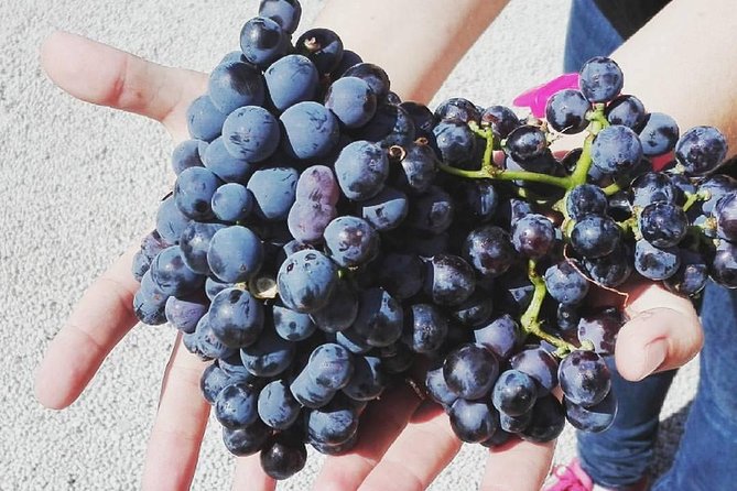 Semi-Private Wine Discovery Tour in Chania - Price and value for about $114.65 per person