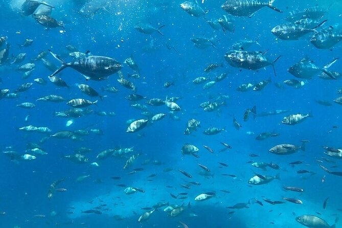Semi-Submarine Tour from Agios Nikolaos - Mirabello Bay Underwater Viewing: Fish, Sea Turtles, and the Audio Guide