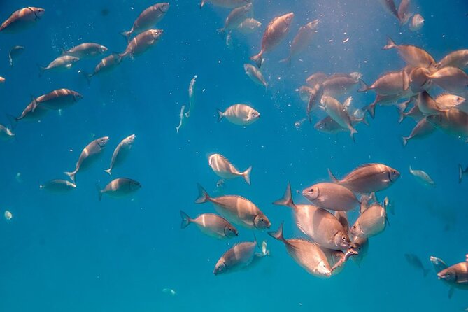 Semi-Submarine Tour from Agios Nikolaos - Getting a Good Side of the Boat: A Real-World Viewing Tip