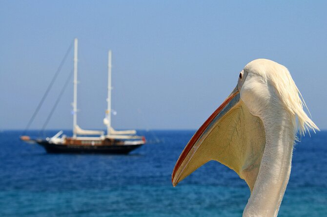 Sightseeing like a Mykonian(Small Group or Private) - Kalafatis Beach Time, Swimming, and Included Snacks