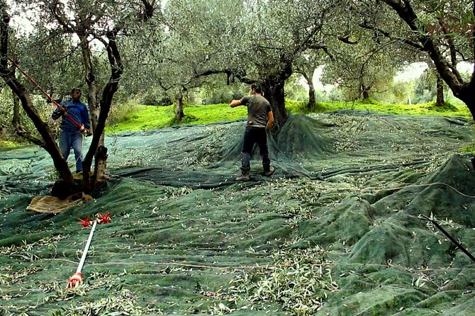 Small-Group Honey & Extra Virgin Olive Oil Tasting Tour in Crete - Bee hives and Cretan beekeeping: the story from 1920 until now