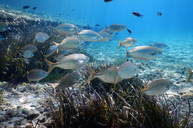 Snorkeling Adventure Trip - Paradise Beach Snorkeling: Why This Hour Works in Mykonos