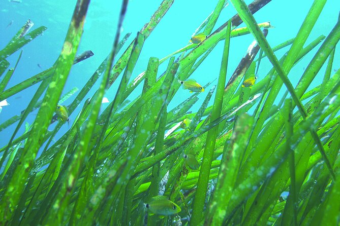 Snorkeling Adventure Trip - The Snorkel Itself: What You’ll Look For in the Blue Water