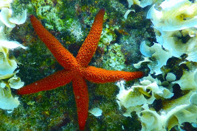 Snorkeling Adventure Trip - Price and Value: Is $119.48 Worth It?