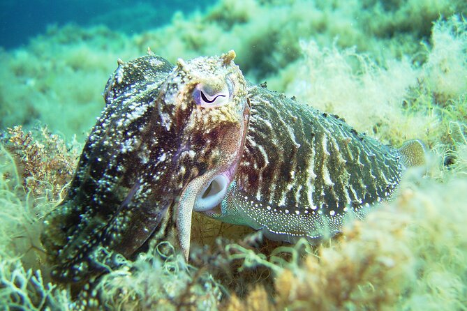 Snorkeling Adventure Trip - Who This Snorkeling Hour Is Best For