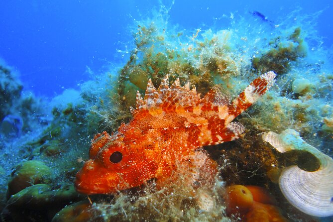 Snorkeling Adventure Trip - The Main Thing to Consider: Foot Comfort at the Water