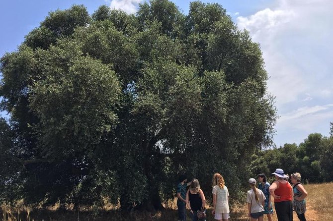 The Governor's Olive Mill Tour with Olive Oil Tasting - The Taste Like a Pro Workshop, and Why It Makes This Worth It