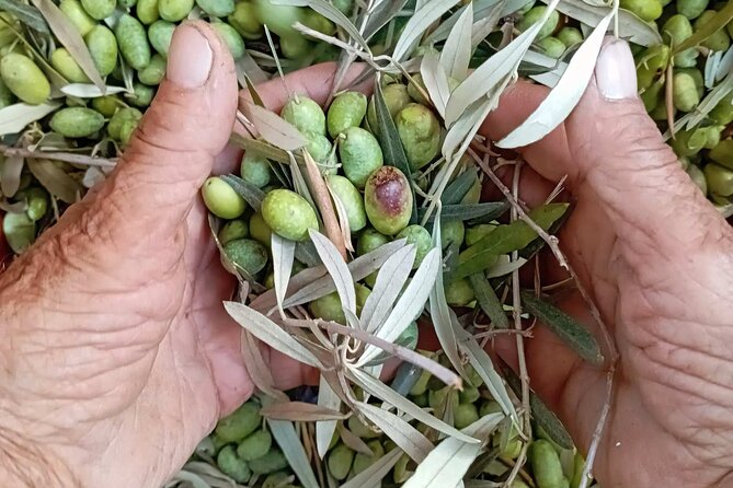 The Olive Oil Experience @ Lefkada Micro Farm - Key takeaways before you go