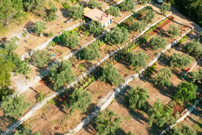 The Olive Oil Experience @ Lefkada Micro Farm - The Olive Oil ABC you can use at home (shopping, storage, cooking)