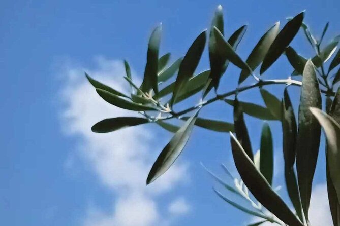 The Olive Oil Experience @ Lefkada Micro Farm - Price and logistics: the real question is whether you want this kind of lesson