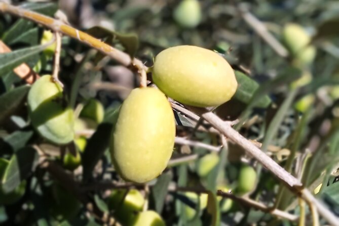 The Olive Oil Experience @ Lefkada Micro Farm - Who should book this experience, and who might skip it
