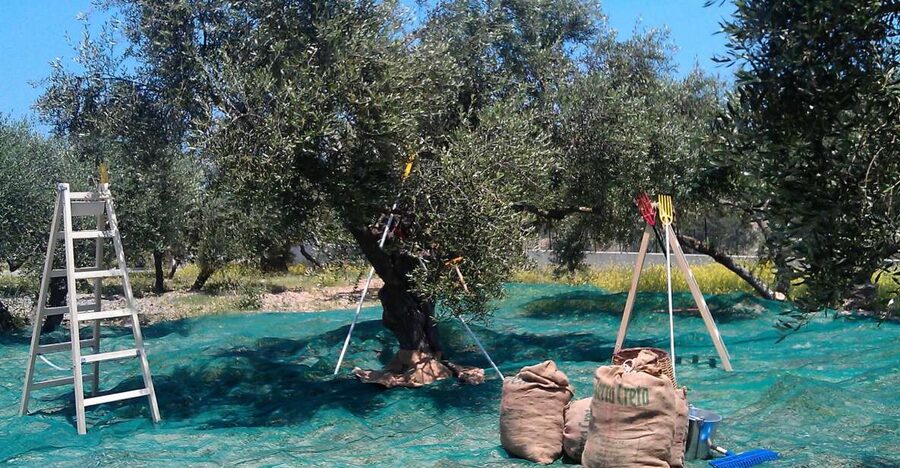 The Terra Creta Olive Oil Experience Tour - Terra Creta’s 1-hour tour, what you really get