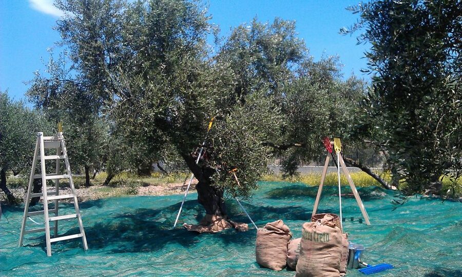 The Terra Creta Olive Oil Experience Tour - Who should book the Terra Creta Olive Oil Experience Tour