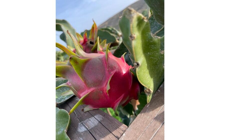 Traditional Olive Grove and Dragon Fruit Farm Tour - Key things I’d bank on before you go