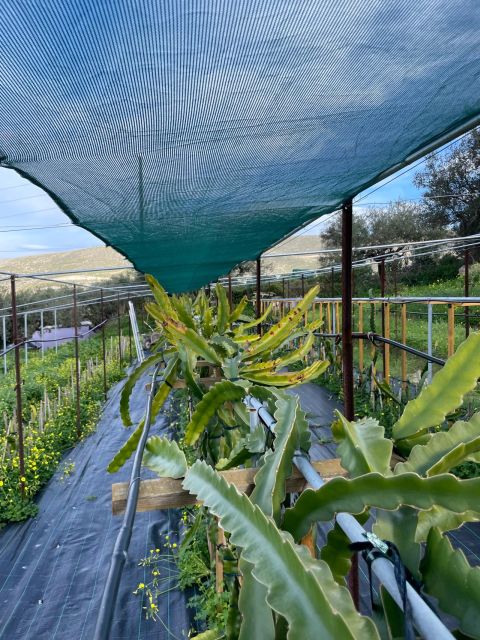 Traditional Olive Grove and Dragon Fruit Farm Tour - A Fifth-Generation Olive Grove Meets Dragon Fruit on Crete