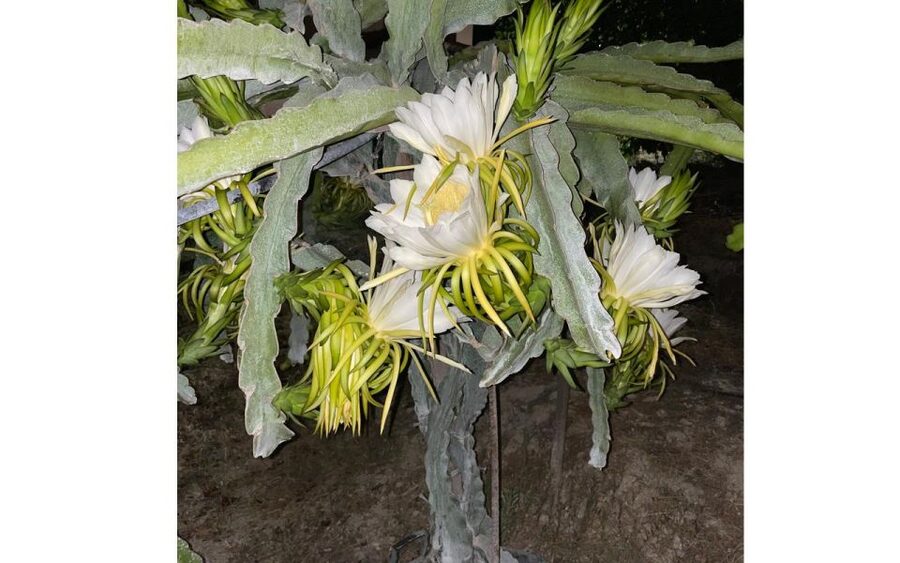 Traditional Olive Grove and Dragon Fruit Farm Tour - The 1-Hour Olive Walk Near Agiou Alexandrou: Harvest, Tools, and Real Methods