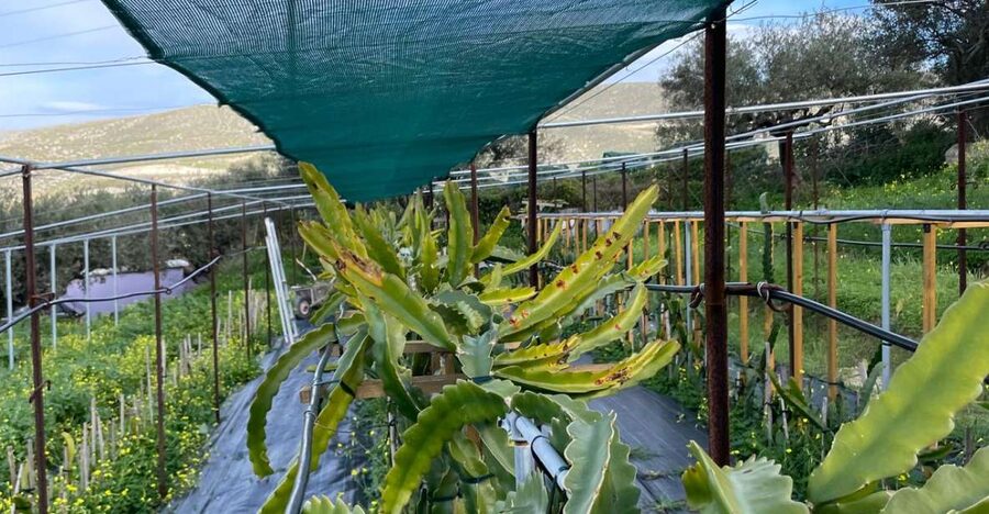 Traditional Olive Grove and Dragon Fruit Farm Tour - The Patio Break: Coffee or Dragon Fruit Tea and a Proper Olive Oil Tasting