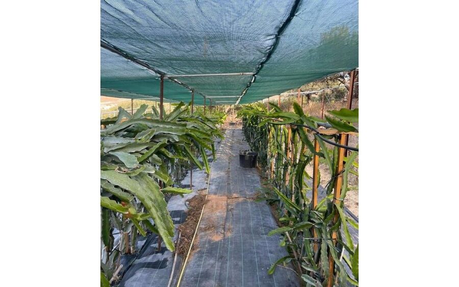 Traditional Olive Grove and Dragon Fruit Farm Tour - Dragon Fruit Tour Part Two: A New Crop Story You Can See