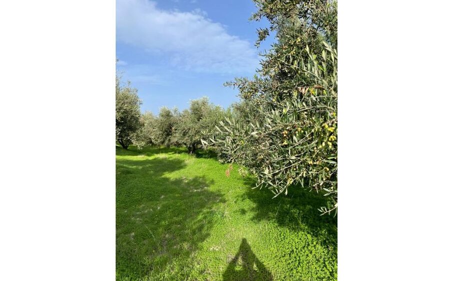 Traditional Olive Grove and Dragon Fruit Farm Tour - The Food Spread: Why People Keep Mentioning It