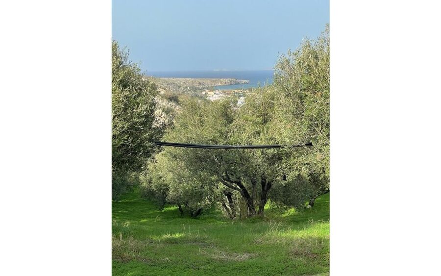Traditional Olive Grove and Dragon Fruit Farm Tour - What You Can Buy On-Site (and What to Decide Ahead)