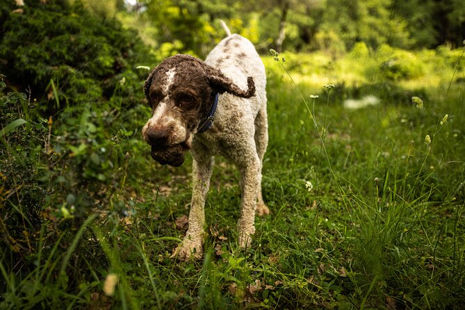 Truffle Hunting at Meteora - The Mushroom Tastings Add Depth, Not Just Seconds of Food
