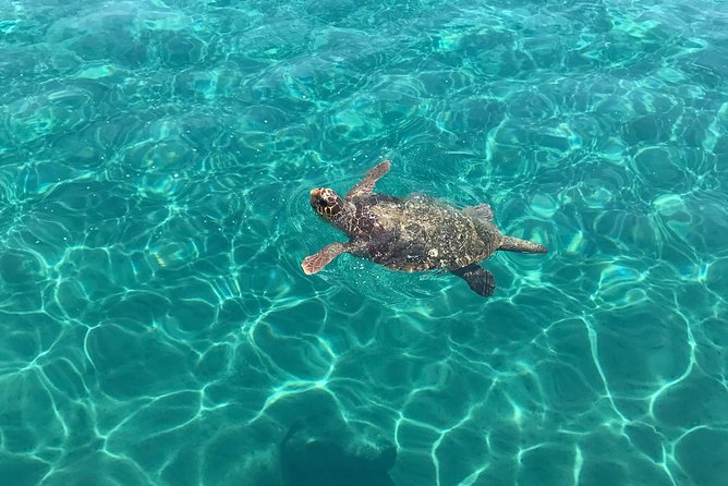 Turtle Spotting Cruise in Zakynthos - English commentary and guides like Sue, plus the captain’s role