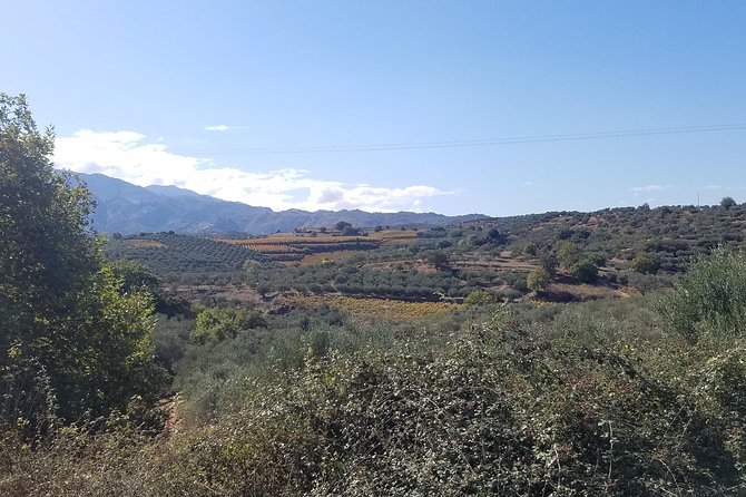 Wine, Olive Oil, and Honey Tour with Winemaker - Why This Crete Tour Centers on Flavor, Not Just Stops