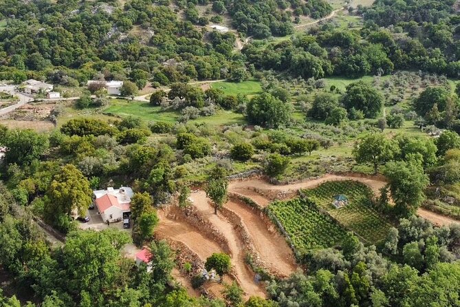 Wine, Olive Oil, and Honey Tour with Winemaker - Mountain Road Stops and Sampling Regional Drinks Like Tsikoudia