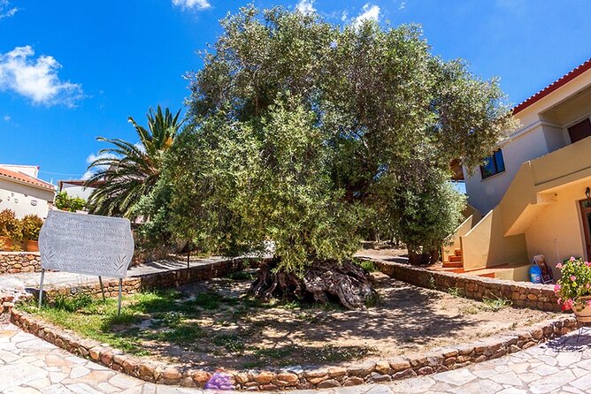 Wine & Olive Oil Tour with lunch at the White Mountains - Samaria Gorge entrance lunch at 1,200m: where the day slows down