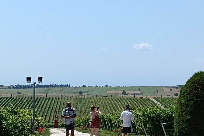 Wine Tasting Experience from Thessaloniki - Dora as the Difference Maker, From Coffee to Clear Explanations