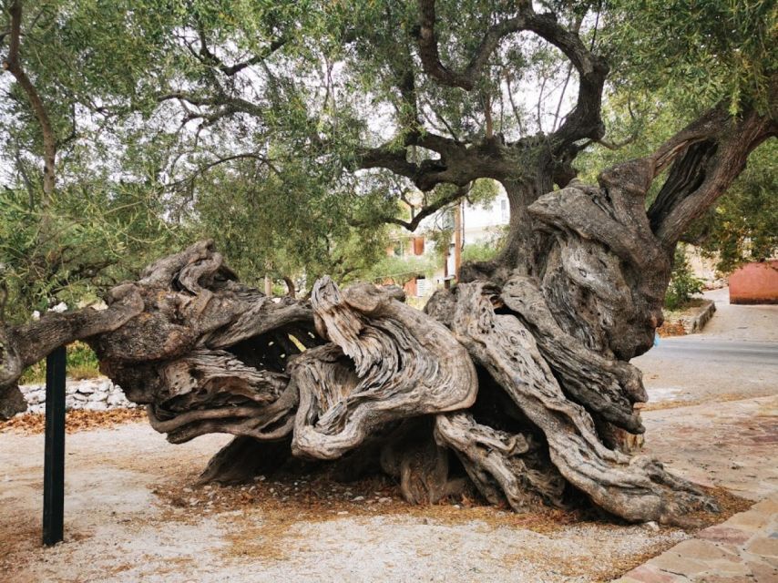 Zakynthos: early morning Shipwreck,Blue Caves and view point - Lunch near Anafonitria plus Exo Chora olive tree stop