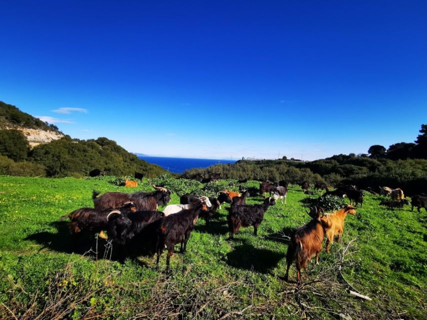 Zakynthos: early morning Shipwreck,Blue Caves and view point - Price and value: what you get for about $100 per person
