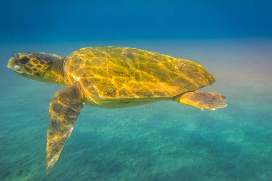 Zakynthos: Guided Boat Cruise to Turtle Island & Keri Caves - Marathonisi, Turtle Island, and the Swim Stop Rhythm